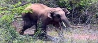 Elephant Trampling Deaths: 5 killed in 24 hours...